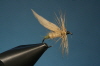 14. Grannom or Green Tail Fly